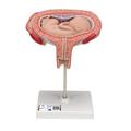 3B Scientific 5th Month Foetus, transverse, w/ 3B Smart Anatomy 1000327